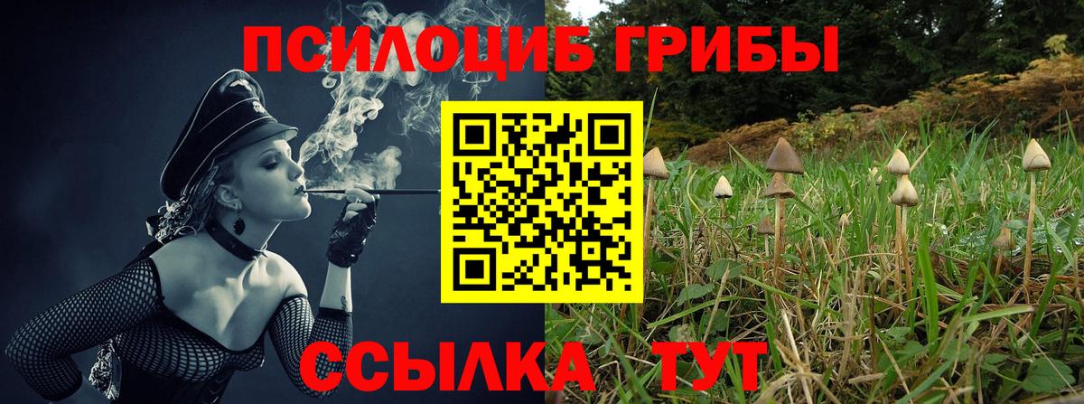 Черняховск  Псилоцибиновые грибы прущие грибы  Вход с VPN 